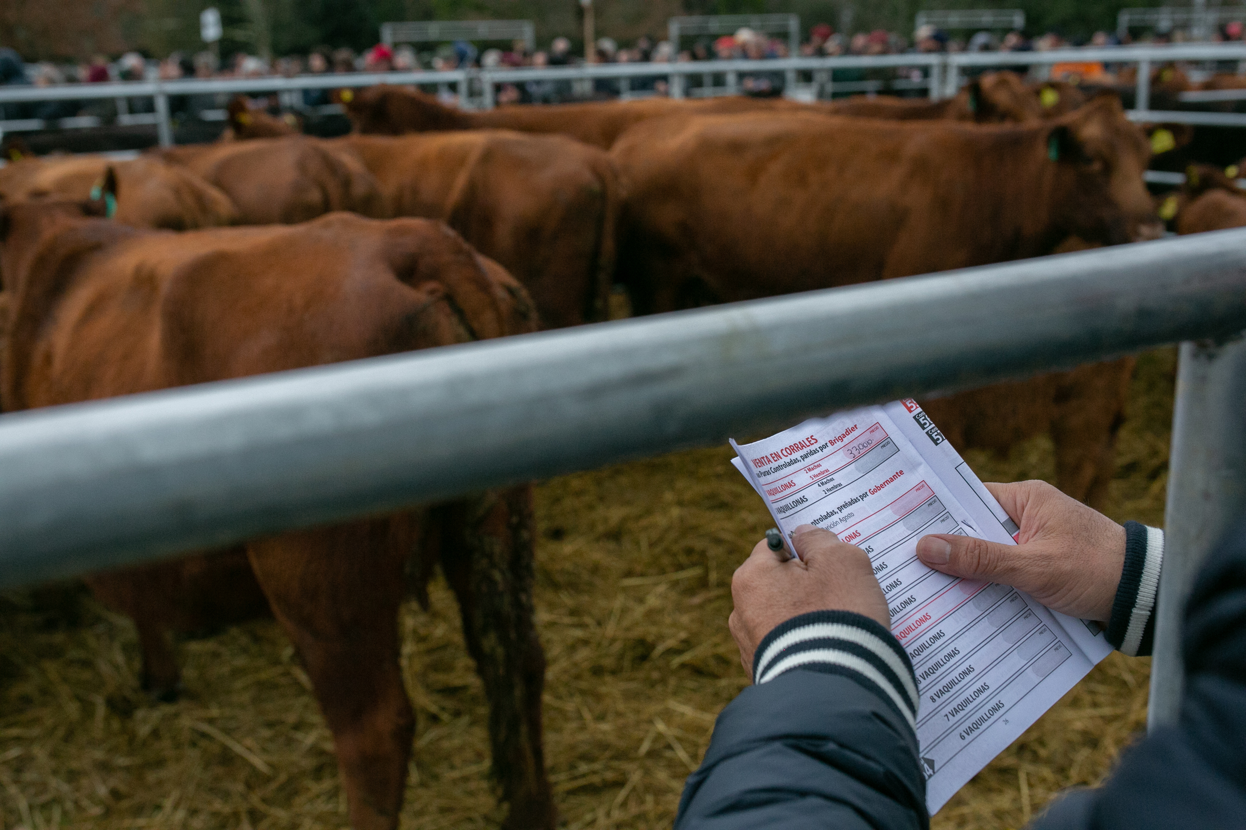 cattle at auction